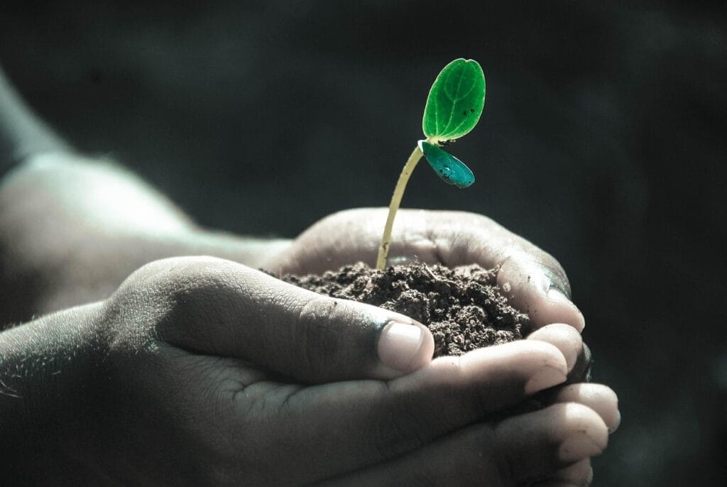 hands, macro, plant, soil, nature, grow, life, gray life, gray plant, gray plants