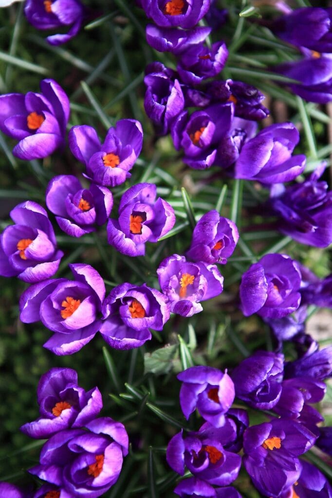 krokusse, blumen, lila blueten, blutenblatter, lila blutenblatter, bluhen, pflanzen, natur, flora, photo, neue blumen, erste blumen, violett, blutenblatt, blatt