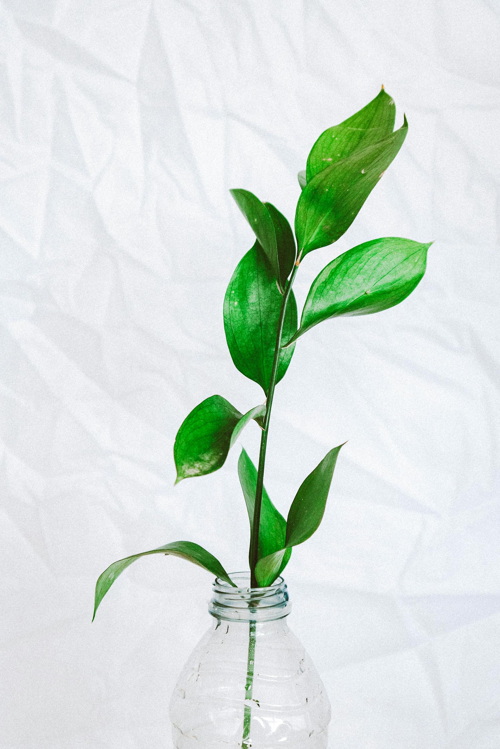 Minimalist close-up of a green leafy plant in a plastic bottle with white background.