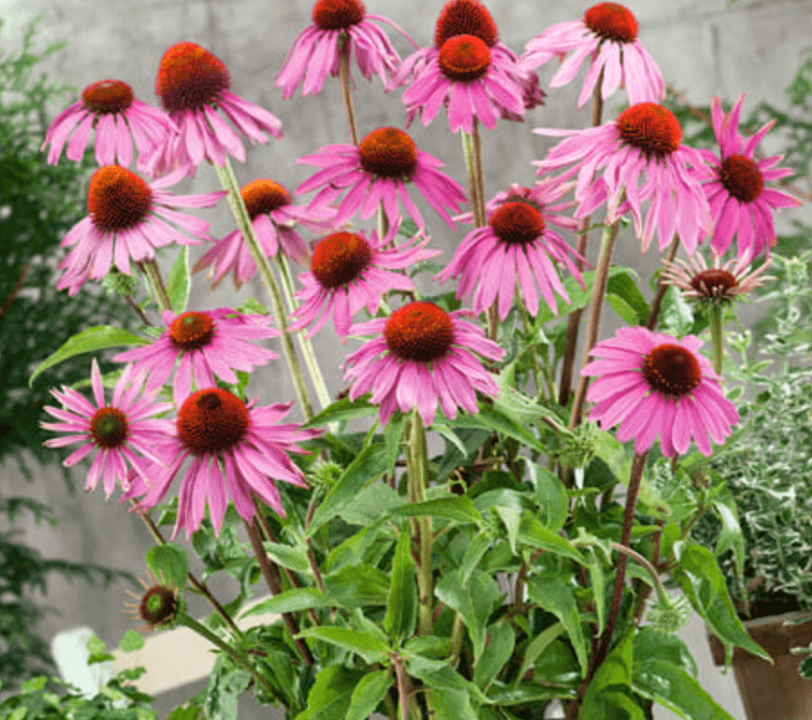 Purpur-Sonnenhut Echinacea purpurea Staude