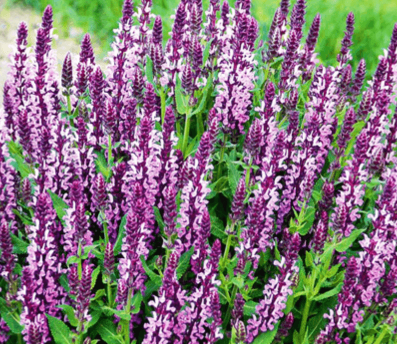 Steppensalbei Salvia Pink Profusion Staude