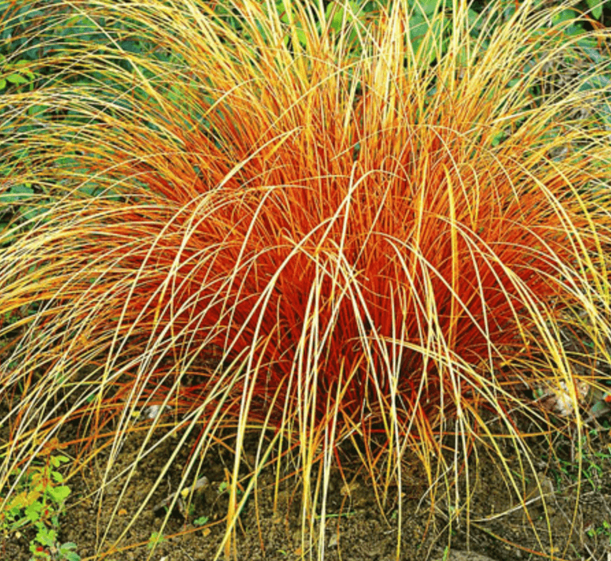 Ziergras Carex Bronze Reflection mit kupferfarbenen Halmen