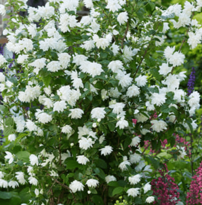 Weiß blühende Staude für Garten und Beet