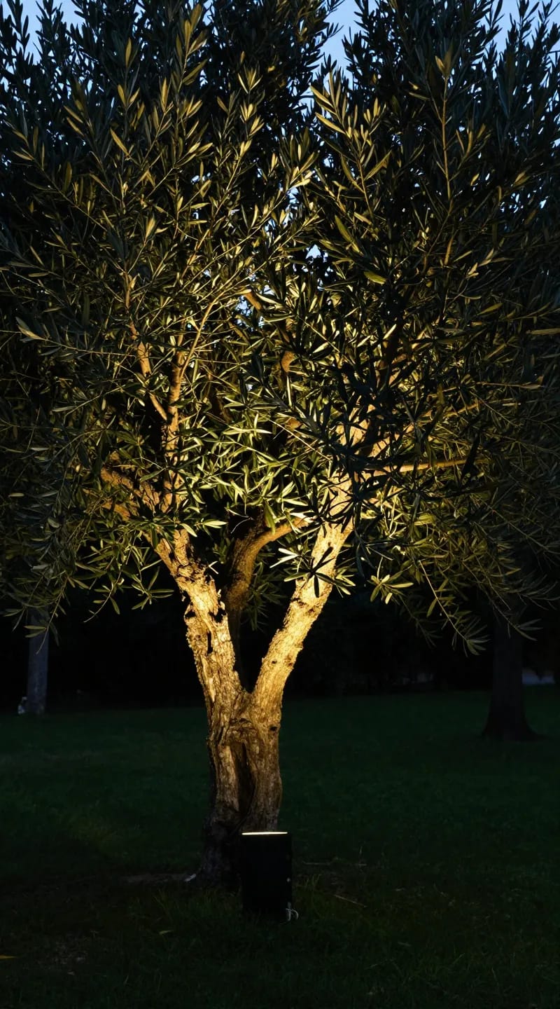 uplights illuminating olive tree canopy, dark lawn background