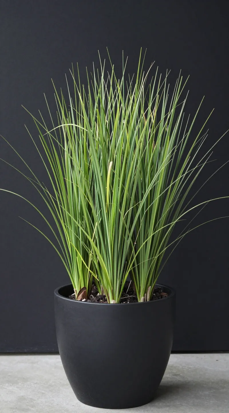 Oversized ornamental grass in matte black planter