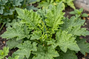 Diese Gartenpflanzen lohnen sich wirklich